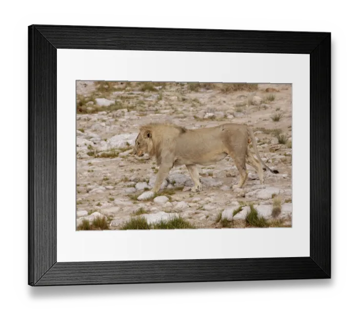 Framed Print : Lion (Panthera leo), male, Etosha National Park