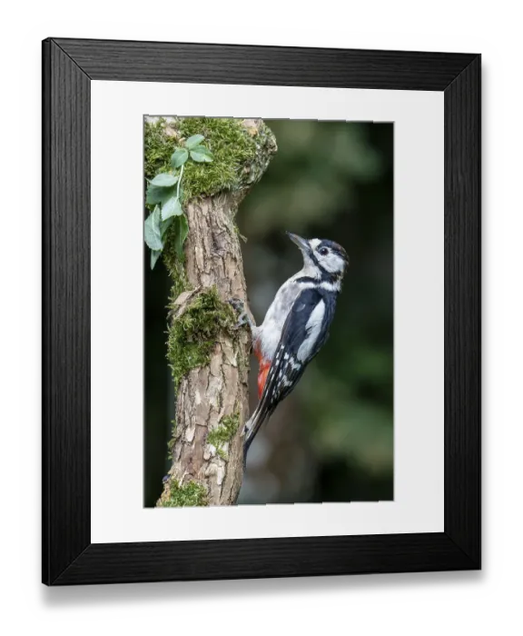 Framed Print : Buntspecht (Dendrocopos major) Framed Print : Buntspecht (Dendrocopos major)