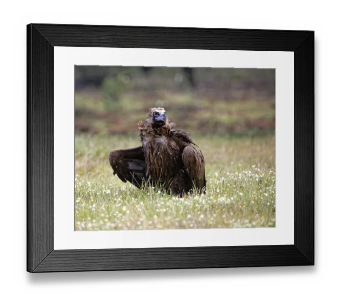Framed Print : Cinereous vulture (Aegypius monachus) with prey