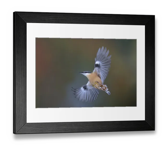 Framed Print : Eurasian nuthatch (Sitta europaea) in flight Framed Print : Eurasian nuthatch (Sitta europaea) in flight