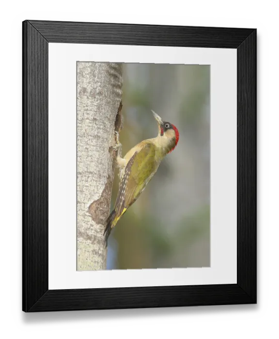 Framed Print : European (Populus tremula) green woodpecker (Picus viridis) male at the breeding cavity in a quaking poplar