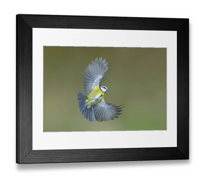 Framed Print : Blue tit (Parus caeruleus) in flight