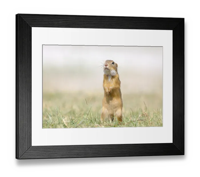 Framed Print : European ground squirrel (Spermophilus citellus) standing in a meadow