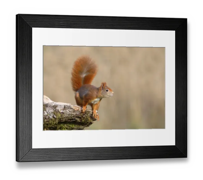 Framed Print : Eurasian red squirrel (Sciurus vulgaris)