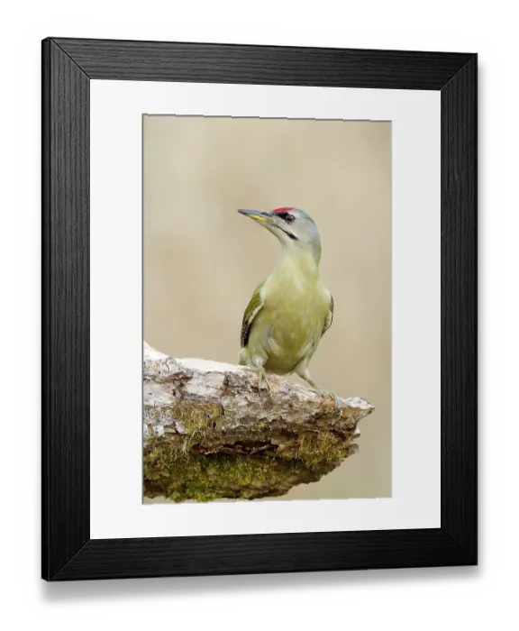 Framed Print : Grey-headed woodpecker (Picus canus)