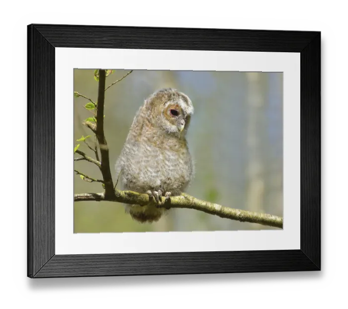 Framed Print : Tawny owl (Strix aluco) 4-week-old young bird Framed Print : Tawny owl (Strix aluco) 4-week-old young bird