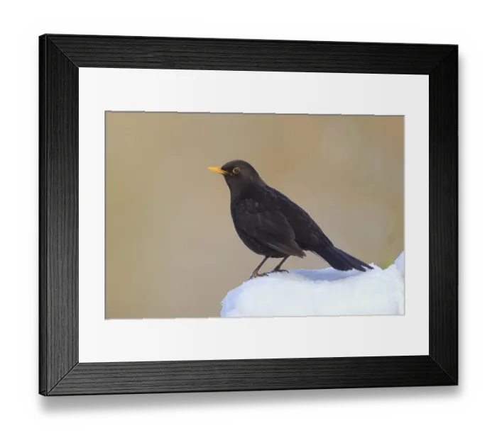Framed Print : Blackbird (Turdus merula) male sitting on snow in winter Framed Print : Blackbird (Turdus merula) male sitting on snow in winter