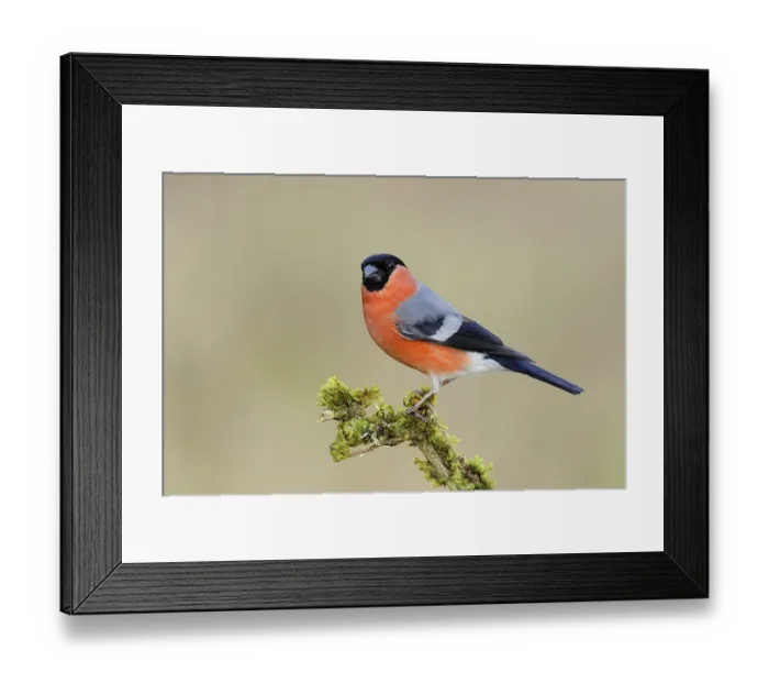 Framed Print : Eurasian bullfinch (Pyrrhula pyrrhula)