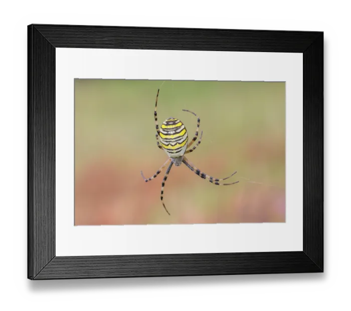 Framed Print : Wasp spider (Argiope bruennichi) Framed Print : Wasp spider (Argiope bruennichi)