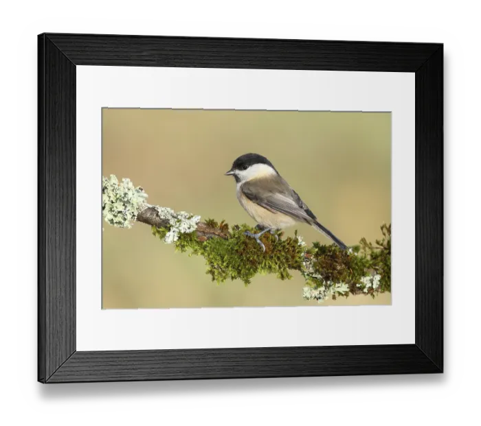 Framed Print : Willow Tit (Parus montanus), sitting on a branch overgrown with lichen and moss Framed Print : Willow Tit (Parus montanus), sitting on a branch overgrown with lichen and moss