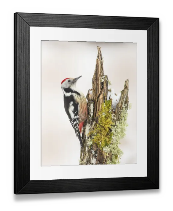 Framed Print : Middle spotted woodpecker (Dendrocopos medius)