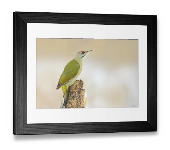 Framed Print : Grey-headed Woodpecker (Picus canus)