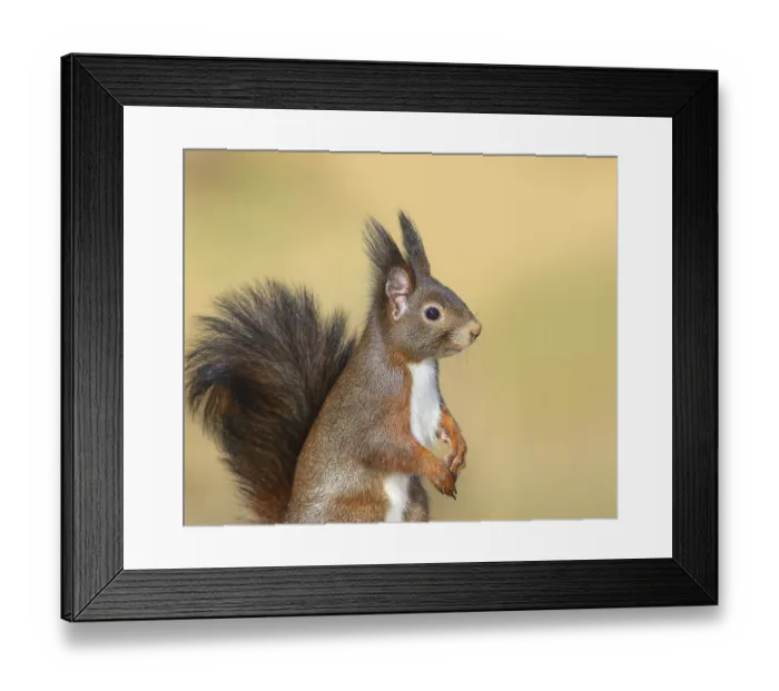 Framed Print : Squirrel (Sciurus vulgaris), dark morph
