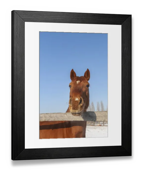 Framed Print : A brown horse looks over a wooden fence Framed Print : A brown horse looks over a wooden fence