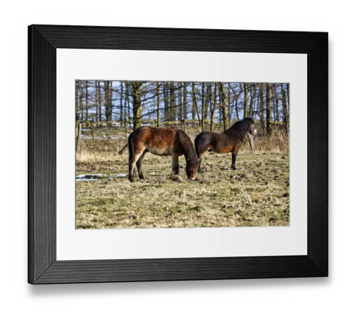 Framed Print : Two Exmoor ponies on winter pasture