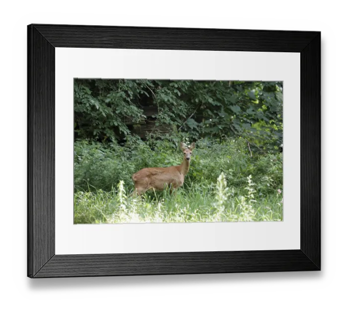 Framed Print : European roe deer (Capreolus capreolus) Framed Print : European roe deer (Capreolus capreolus)