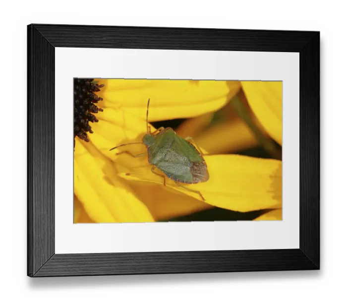 Framed Print : Green shield bug (Palomena prasina)