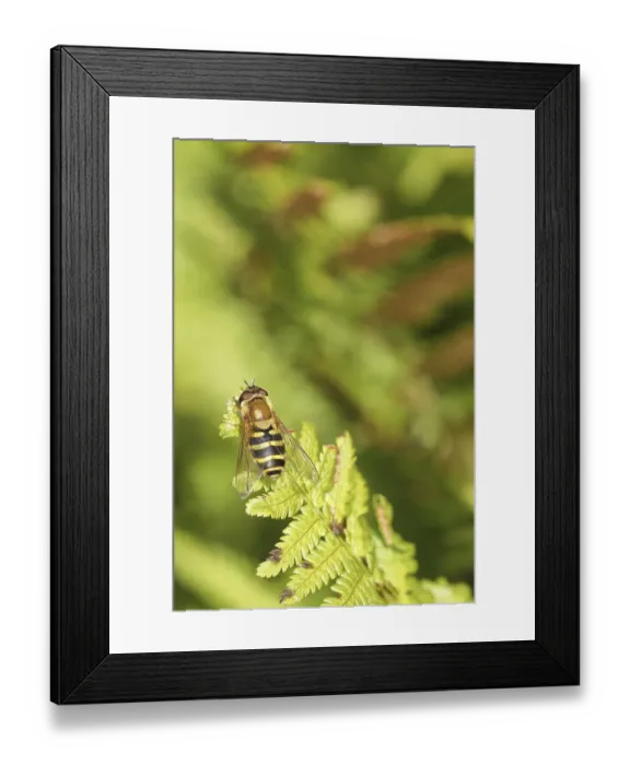 Framed Print : Dronefly (Eristalis tenax), sitting on bracken Framed Print : Dronefly (Eristalis tenax), sitting on bracken
