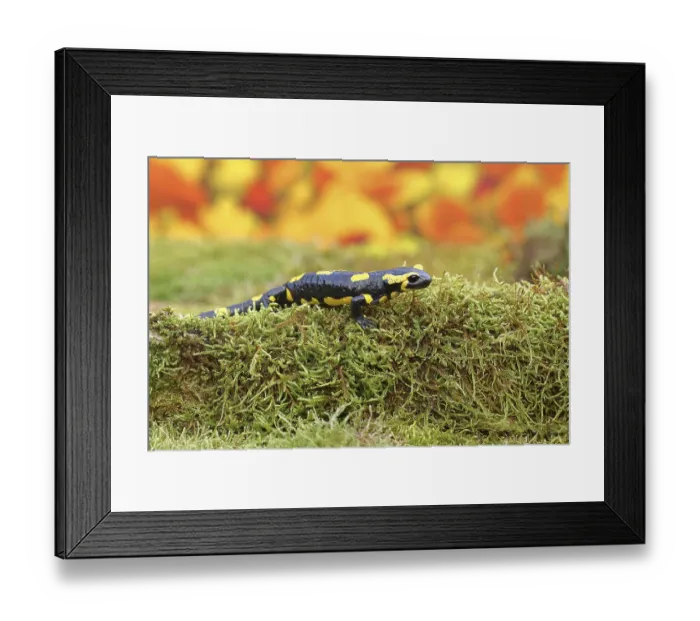 Framed Print : Fire salamander (Salamandra salamandra) Framed Print : Fire salamander (Salamandra salamandra)