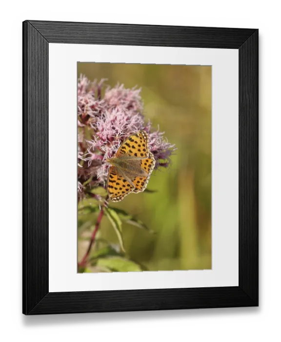 Framed Print : Queen of spain fritillary (Issoria lathonia) Framed Print : Queen of spain fritillary (Issoria lathonia)
