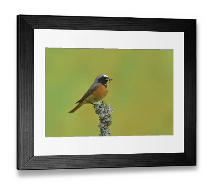 Framed Print : Common redstart (Phoenicurus phoenicurus) Framed Print : Common redstart (Phoenicurus phoenicurus)