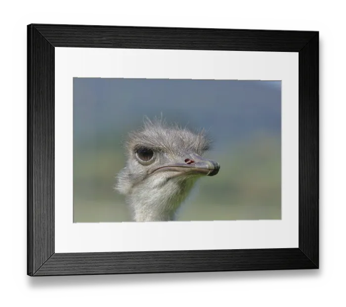 Framed Print : Common ostrich (Struthio camelus)