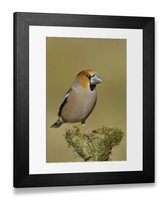 Framed Print : Hawfinch (Coccothraustes coccothraustes) Framed Print : Hawfinch (Coccothraustes coccothraustes)