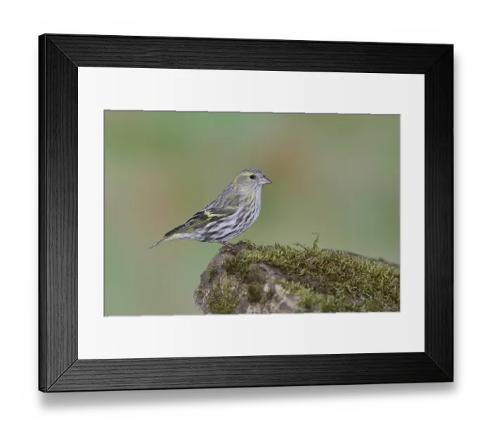 Framed Print : Eurasian siskin (Carduelis spinus)