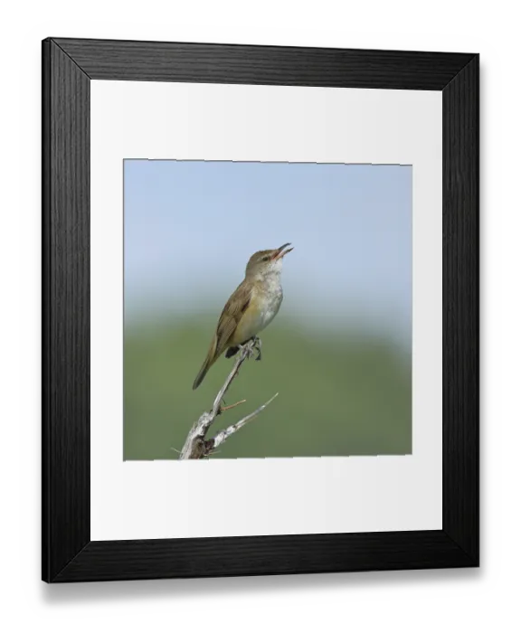 Framed Print : Great Reed Warbler (Acrocephalus arundinaceus) with open beak