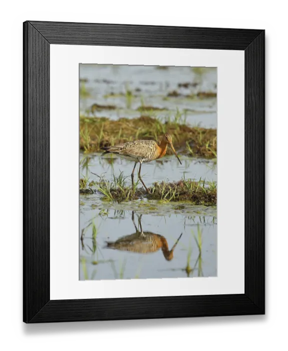 Framed Print : Black-tailed godwit (Limosa limosa) walking in shallow water in a moor Framed Print : Black-tailed godwit (Limosa limosa) walking in shallow water in a moor