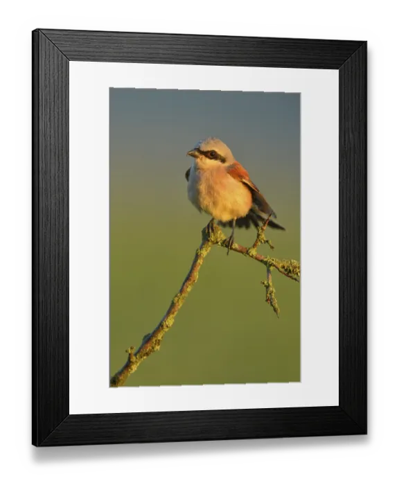 Framed Print : Red-backed Shrike (Lanius collurio)