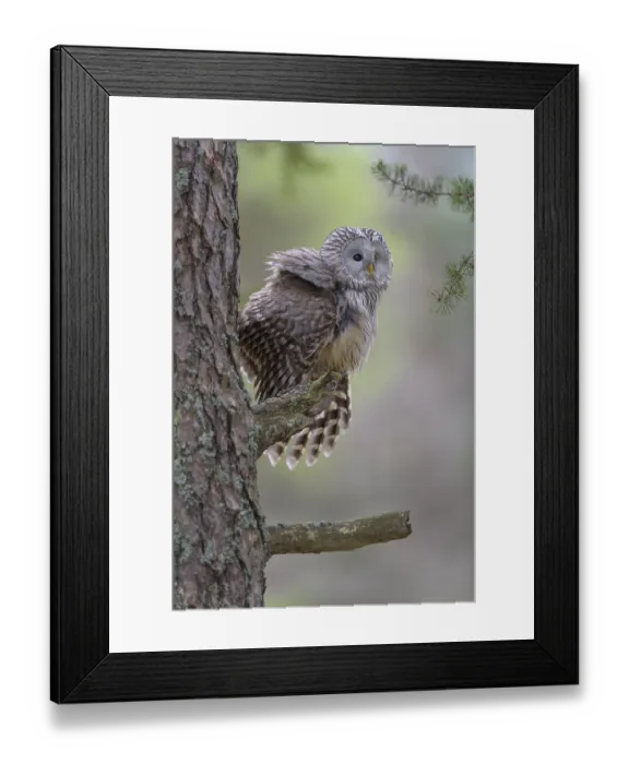 Framed Print : Ural Owl (Strix uralensis), sitting on pine trunk Framed Print : Ural Owl (Strix uralensis), sitting on pine trunk