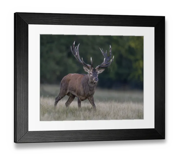 Framed Print : Red deer (Cervus elaphus), with mud in antlers after wallowing running in a meadow Framed Print : Red deer (Cervus elaphus), with mud in antlers after wallowing running in a meadow