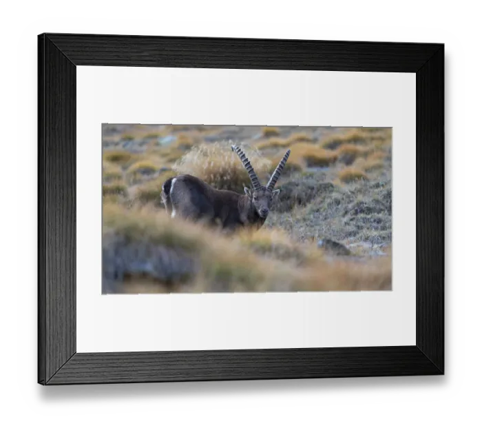 Framed Print : Alpine ibex (Capra ibex), standing in a bristly grass meadow