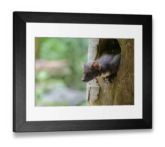 Framed Print : European pine marten (Martes martes) Framed Print : European pine marten (Martes martes)