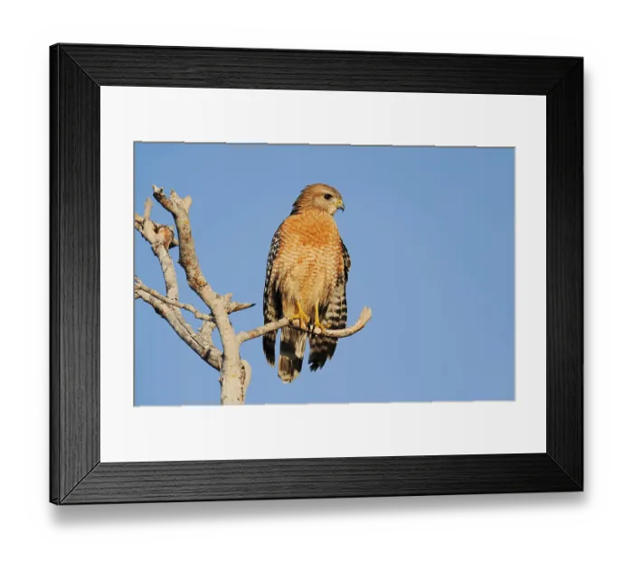 Framed Print : Red-shouldered Hawk (Buteo lineatus) Framed Print : Red-shouldered Hawk (Buteo lineatus)