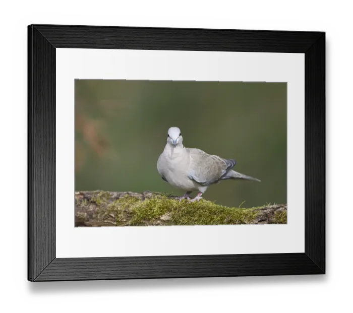 Framed Print : Eurasian collared dove (Streptopelia decaocto)