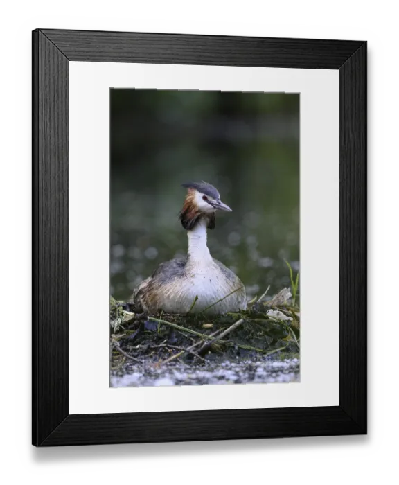 Framed Print : Great Crested Grebe (Podiceps cristatus)