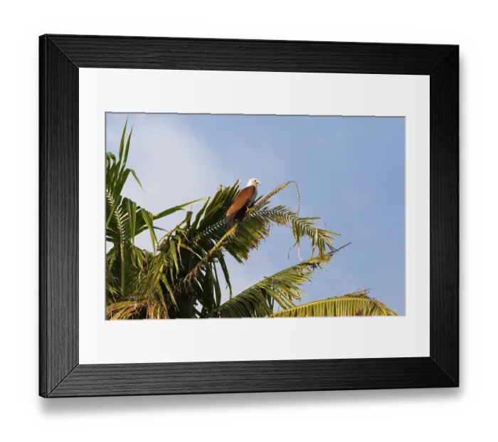Framed Print : Brahminy kite (Haliastur indus) or Brahminy kite on a Palm tree