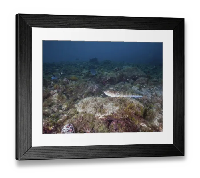 Framed Print : Atlantic lizardfish (Synodus saurus)