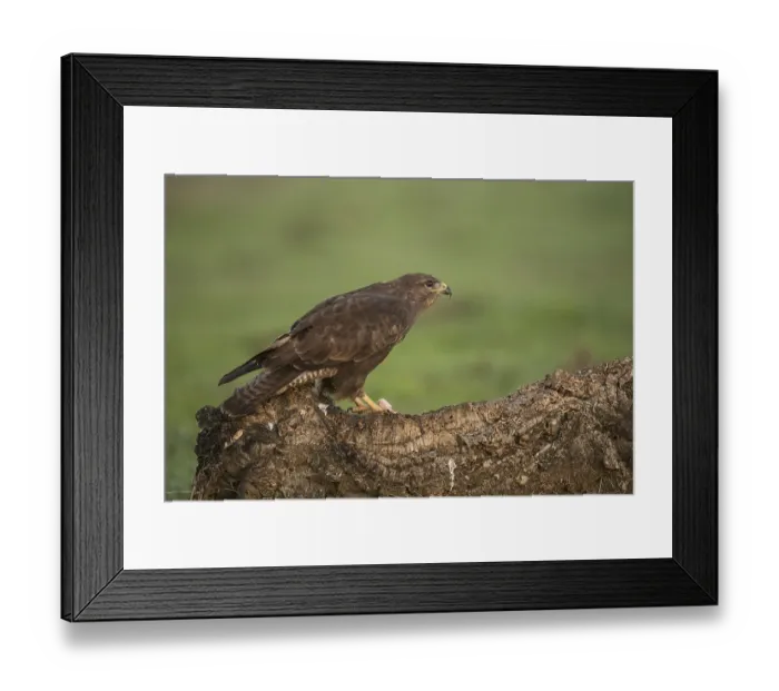 Framed Print : Steppe buzzard (Buteo buteo), Extremadura