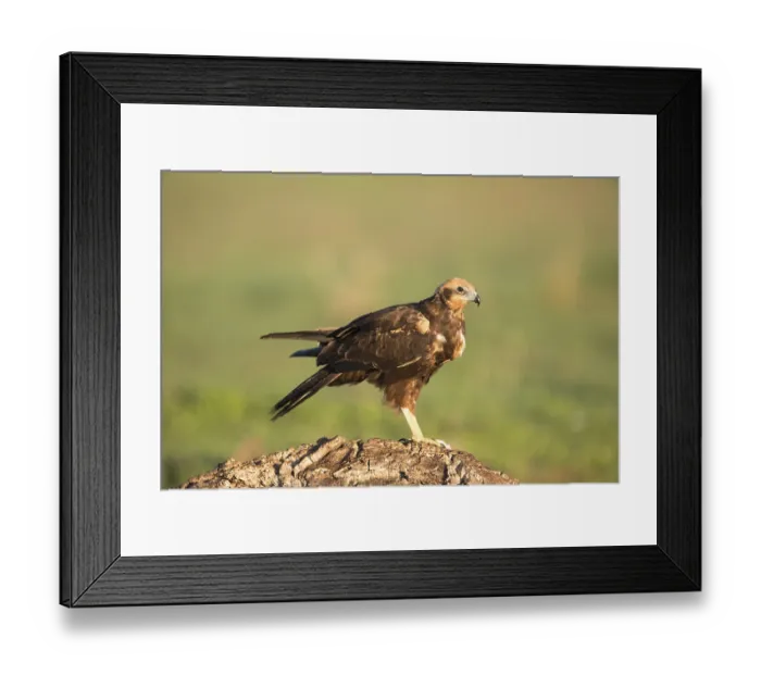 Framed Print : Western marsh-harrier (Circus aeruginosus)