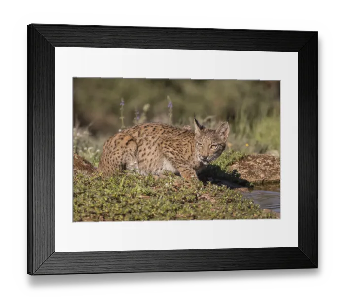 Framed Print : Pardell Lynx female, Iberian Lynx (Lynx pardinus)