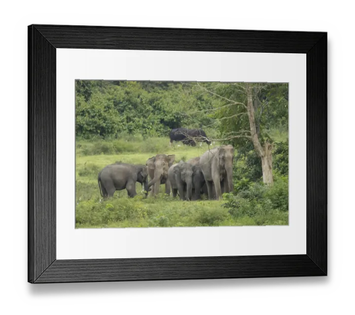 Framed Print : Indian elephants (Elephas maximus indicus)