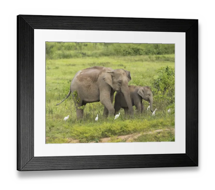 Framed Print : Indian elephants (Elephas maximus indicus) Framed Print : Indian elephants (Elephas maximus indicus)
