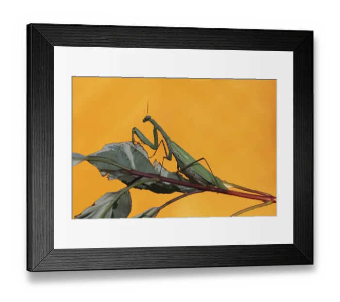 Framed Print : Praying mantis (Mantis religiosa), Hungary, Europe