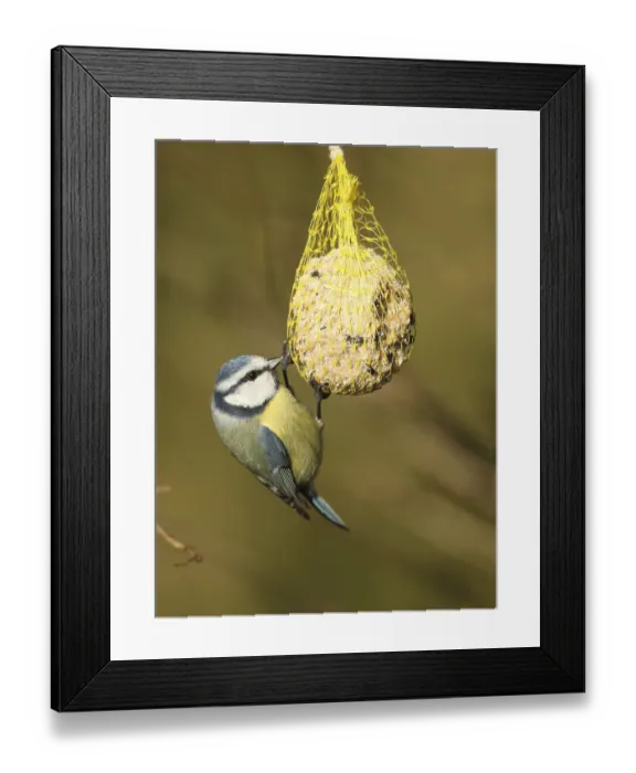 Framed Print : Blue tit (Parus caeruleus) on bird fat ball Framed Print : Blue tit (Parus caeruleus) on bird fat ball