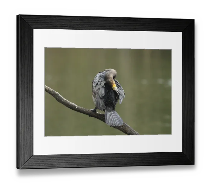 Framed Print : Great cormorant (Phalacrocorax carbo) Plumage care on a branch above the water