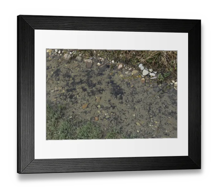 Framed Print : Common frog (Rana temporaria) tadpoles in lane on forest path