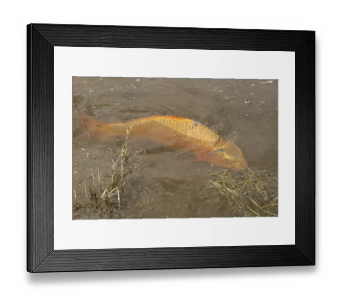 Framed Print : Golden carp (Cyprinus carpia) foraging in the shallows of a lake